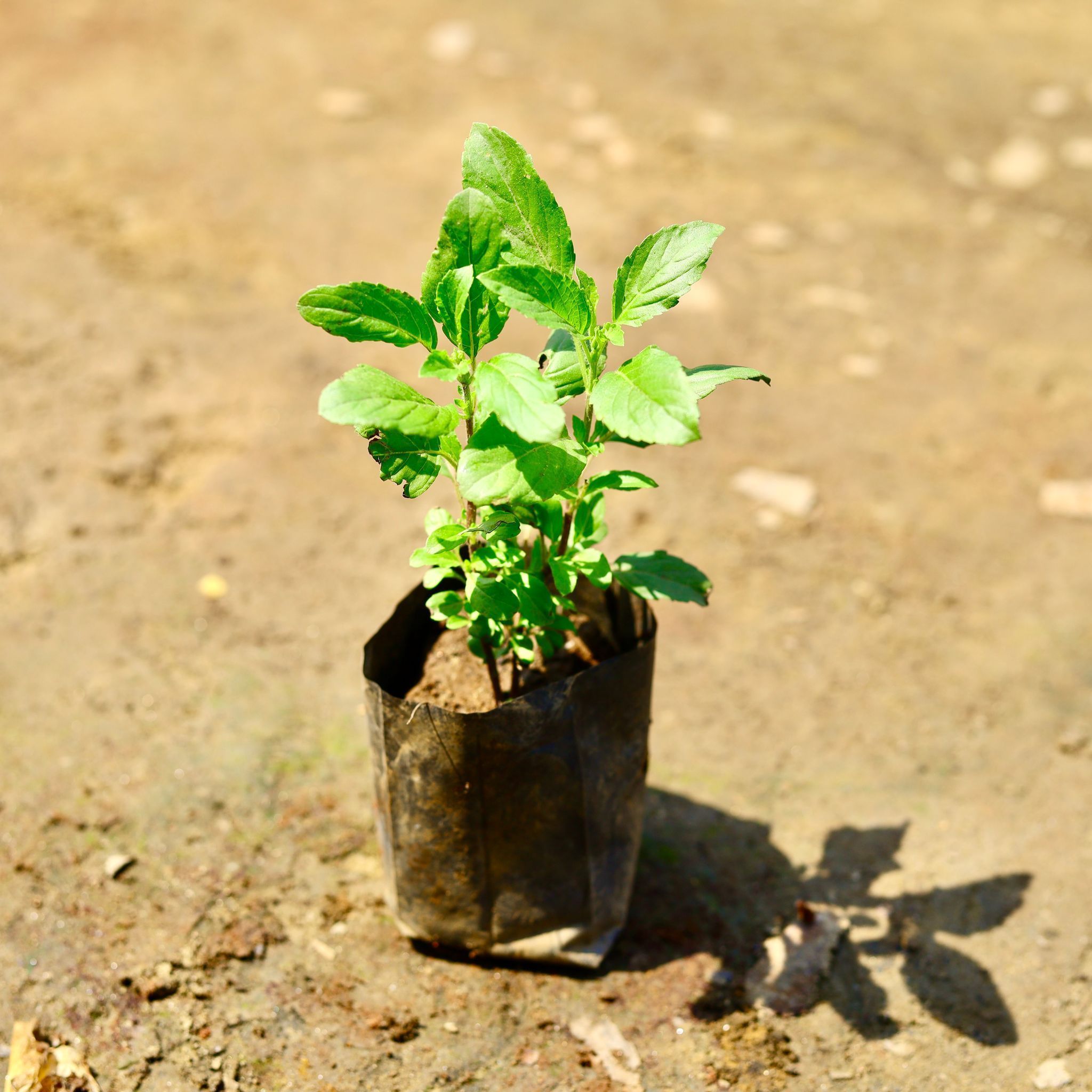 Rama Tulsi in 4 Inch Nursery Bag