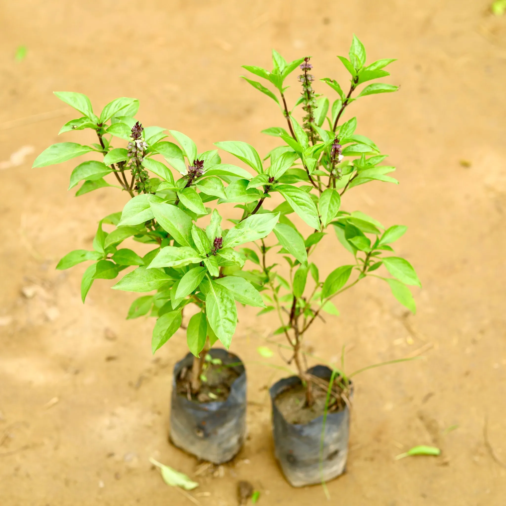 Set of 2 - Rama Tulsi in 4 Inch Nursery Bag