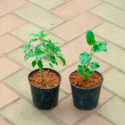 Set of 2 - Rama Tulsi in 4 Inch Nursery Pot