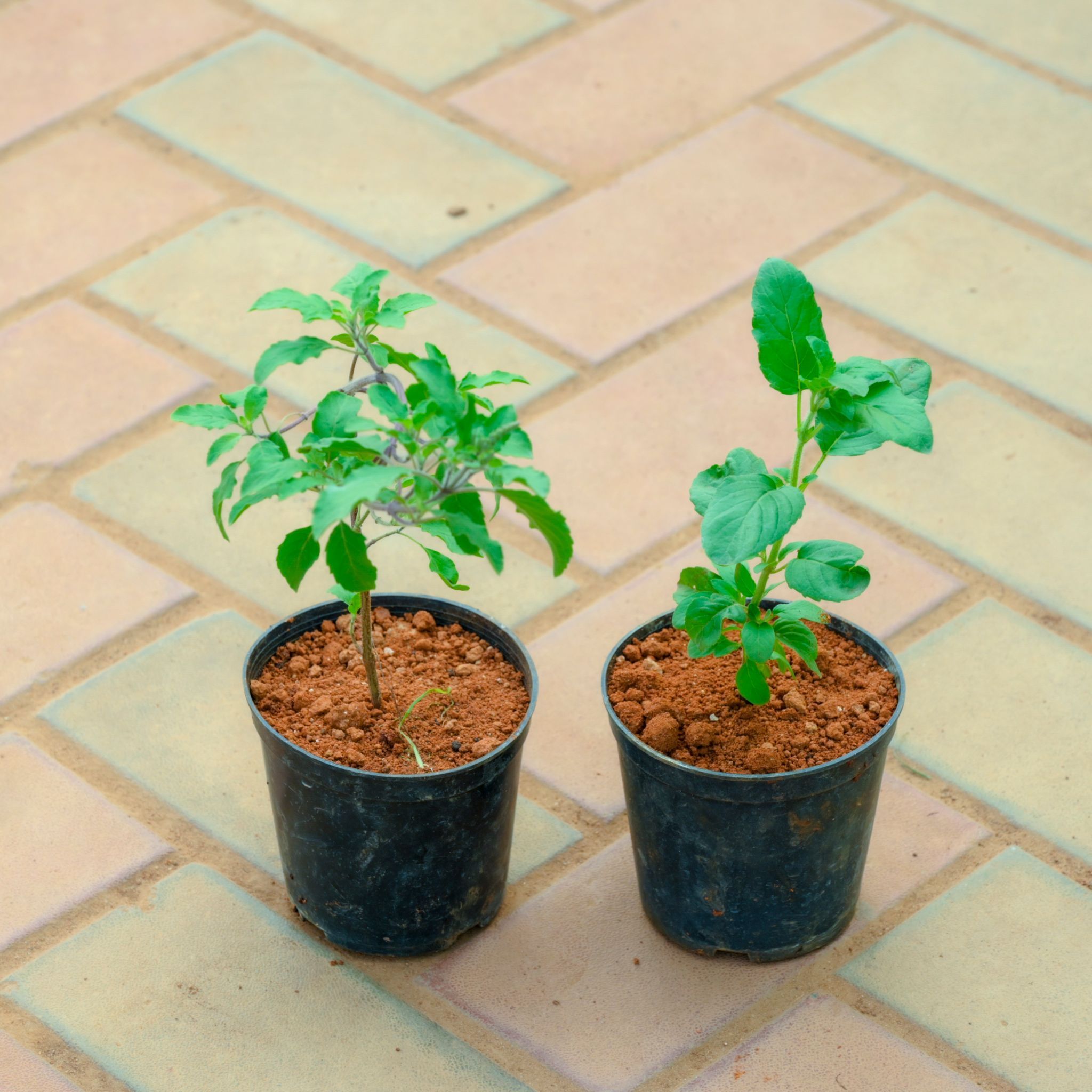 Set of 2 - Rama Tulsi in 4 Inch Nursery Pot