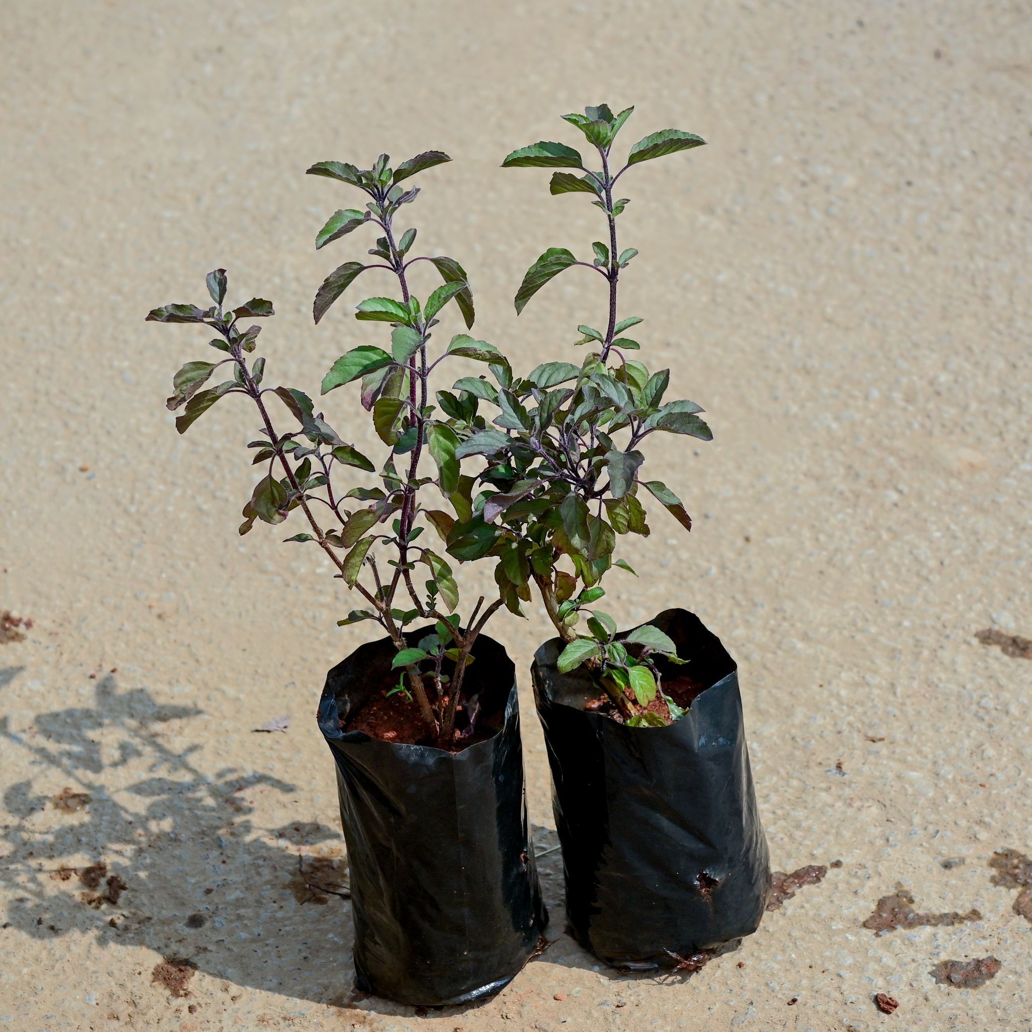 Set of 2 - Shyama Tulsi in 4 Inch Nursery Bag