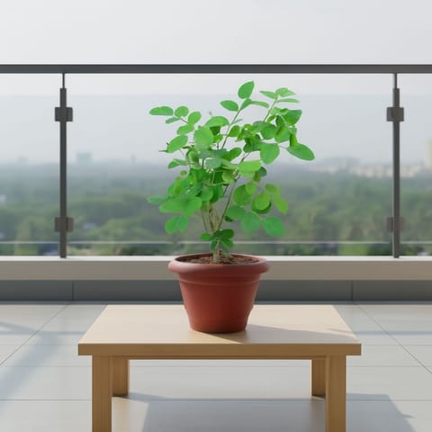 Aparajita / Asian Pigeonwings (Any Colour) in 8 Inch Terracotta Red Classy Plastic Pot