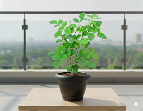 Aparajita / Asian Pigeonwings (Any Colour) in 10 Inch Black Classy Plastic Pot