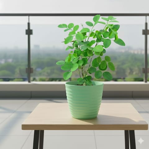 Aparajita / Asian Pigeonwings (Any Colour) in 5 Inch Pastel Green Avora Premium Plastic Planter