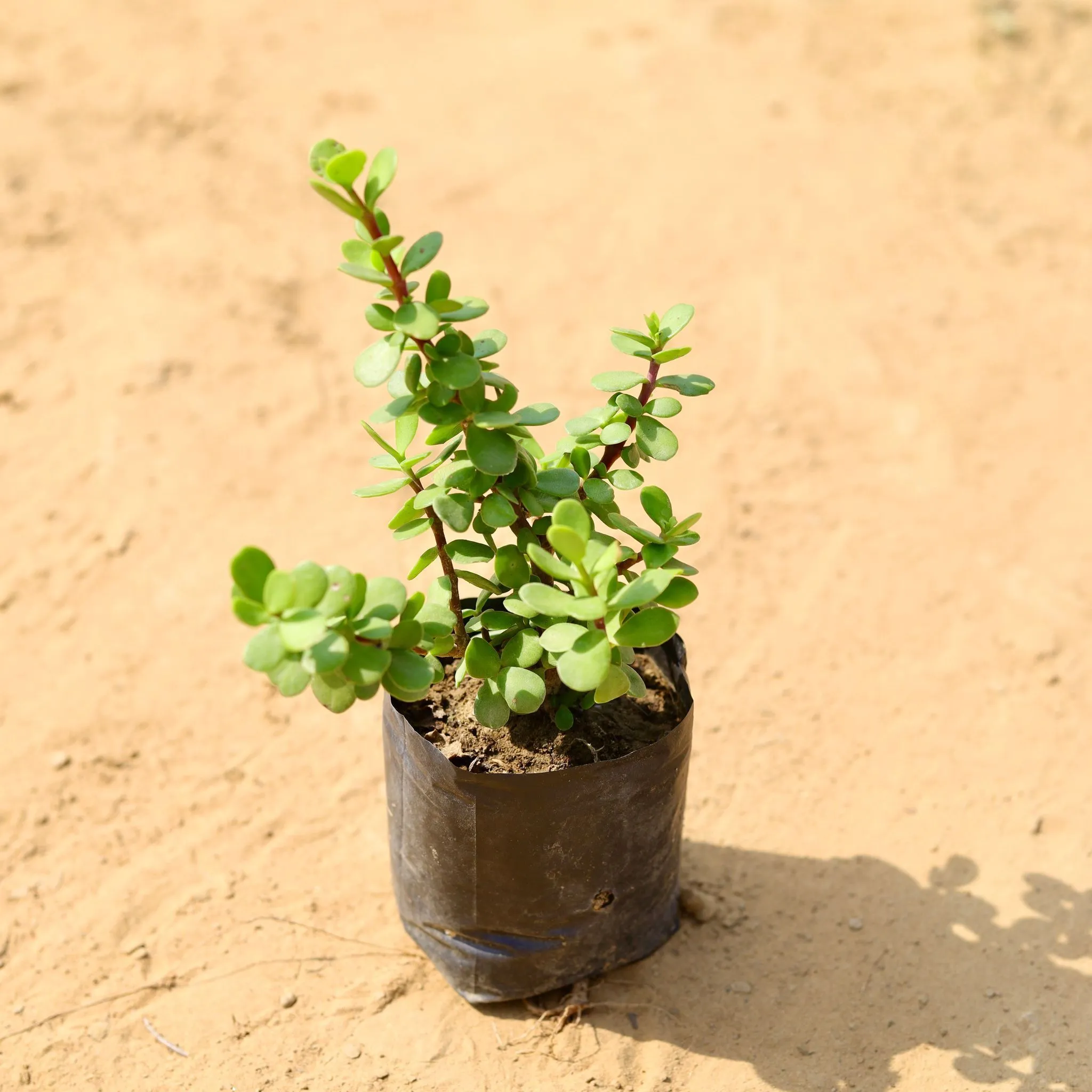 Lucky for Wealth - Jade Mini / Elephant Bush in 4 Inch Nursery Bag