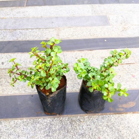 Set of 2 - Jade Mini / Elephant Bush in 4 Inch Nursery Bag