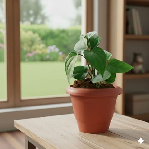 Paan / Betel Leaf in 8 Inch Terracotta Red Classy Plastic Pot