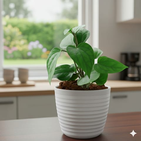Paan / Betel Leaf in 5 Inch Live Fresh Plant White Avora Premium Plastic Planter in Sector 25