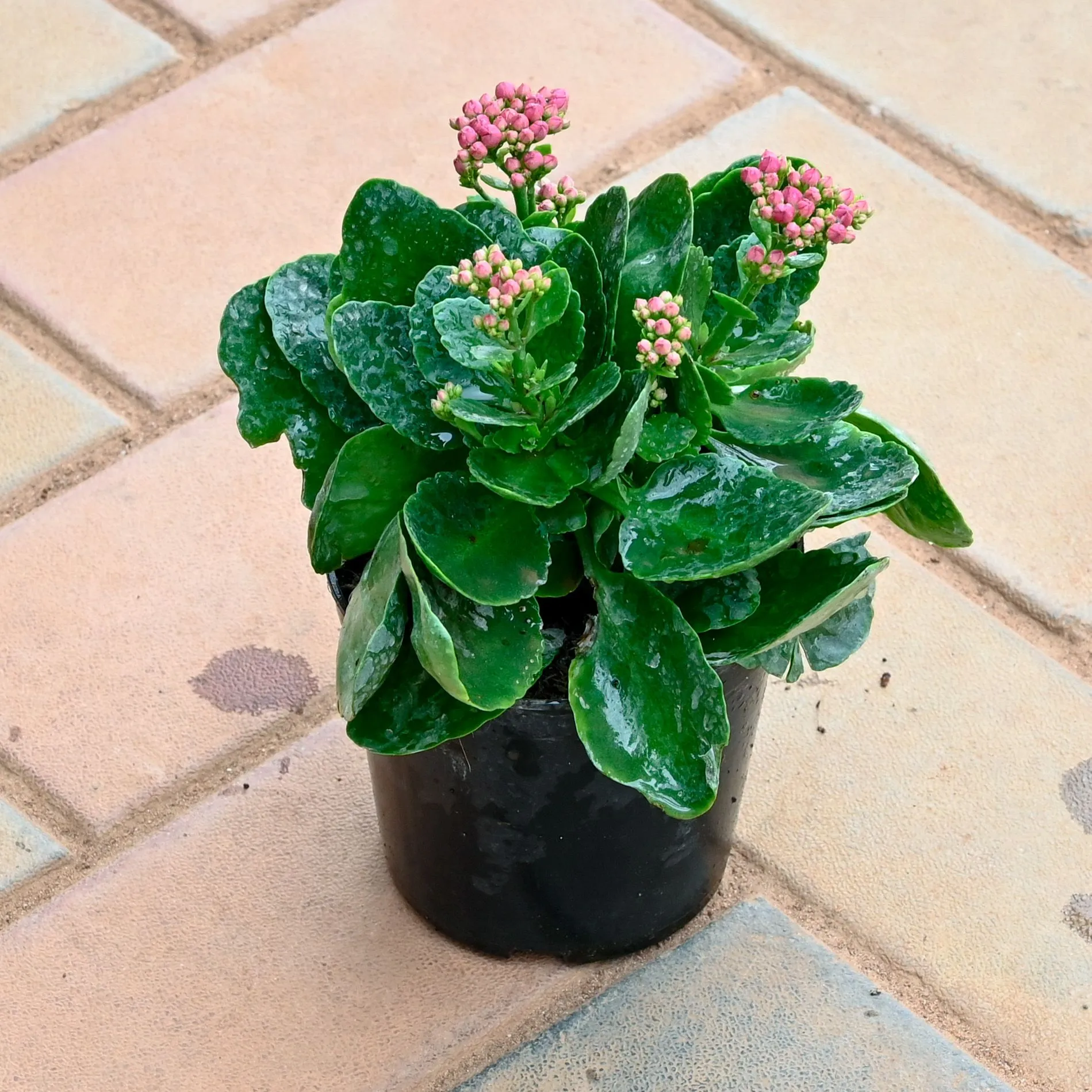 Kalanchoe (Any Colour) in 4 Inch Nursery Pot