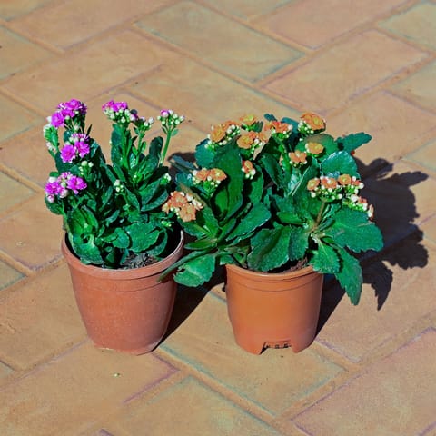 Set of 2 - Kalanchoe (Any Colour) in 4 Inch Live Plant Nursery Pot