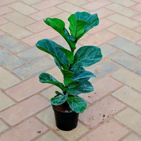 Fiddle Leaf Fig / Ficus Lyrata (~ 2 Ft) in 8 Inch Nursery Pot