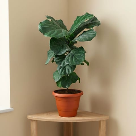 Fiddle Leaf Fig / Ficus Lyrata (~ 2 Ft) in 8 Inch Terracotta Red Classy Plastic Pot