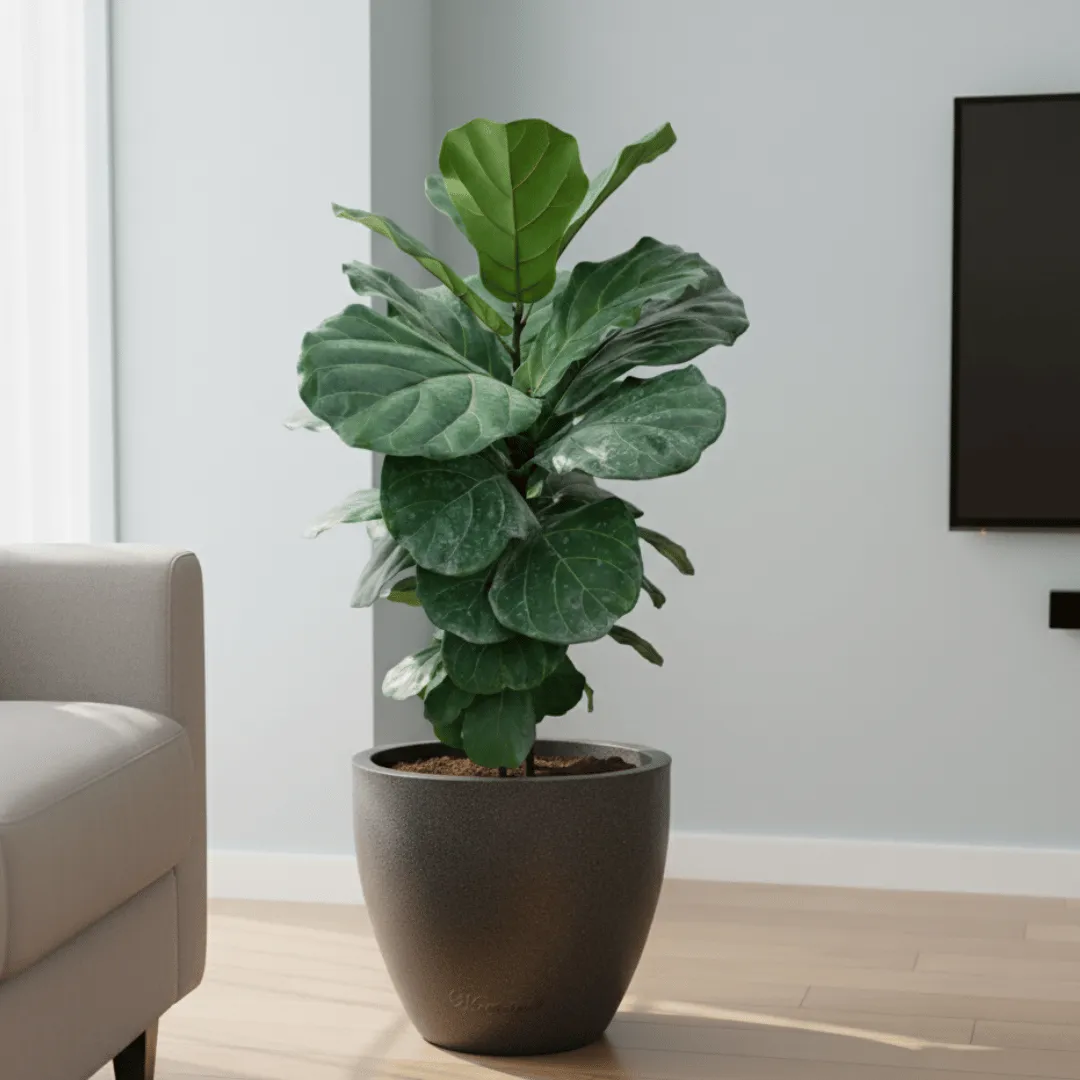 Fiddle Leaf Fig / Ficus Lyrata (~ 2 Ft) in 10 X 10 Inch Grey Premium Convessa Fiberglass Planter