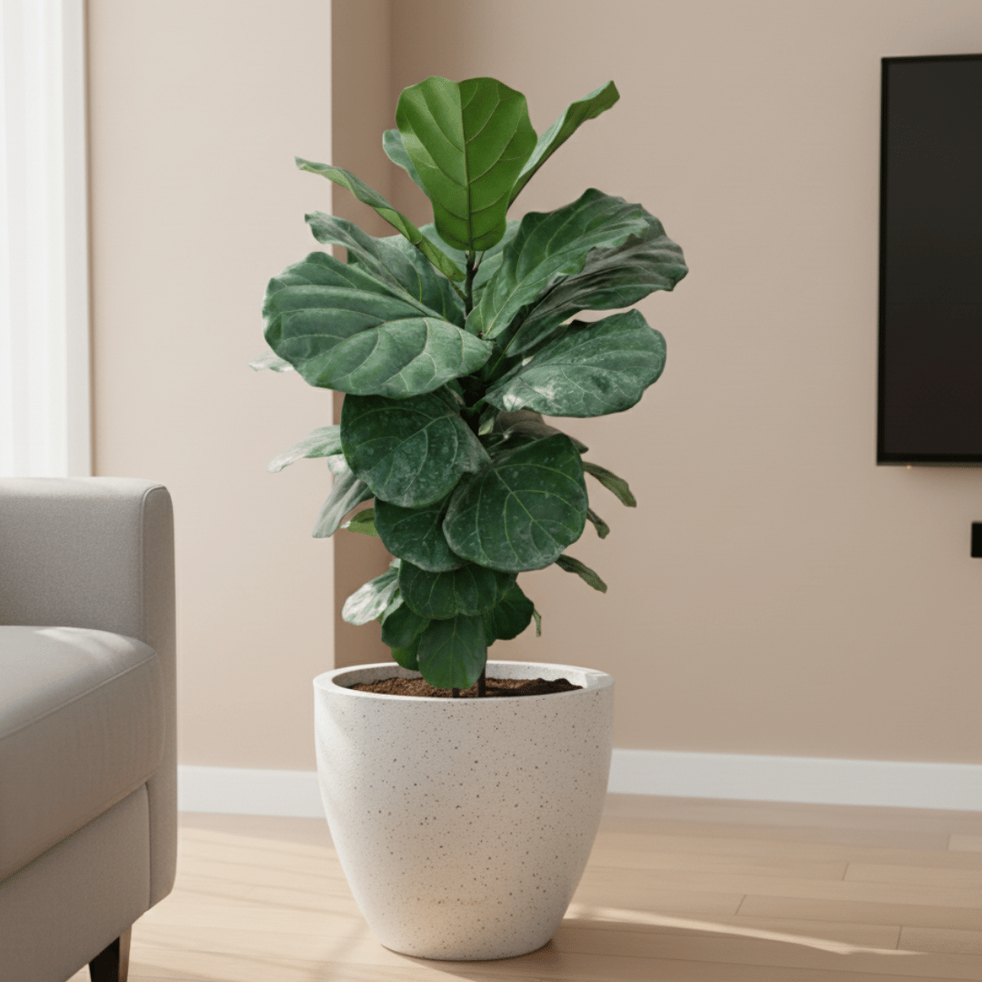 Fiddle Leaf Fig / Ficus Lyrata (~ 2 Ft) in 10 X 10 Inch White Premium Convessa Fiberglass Planter