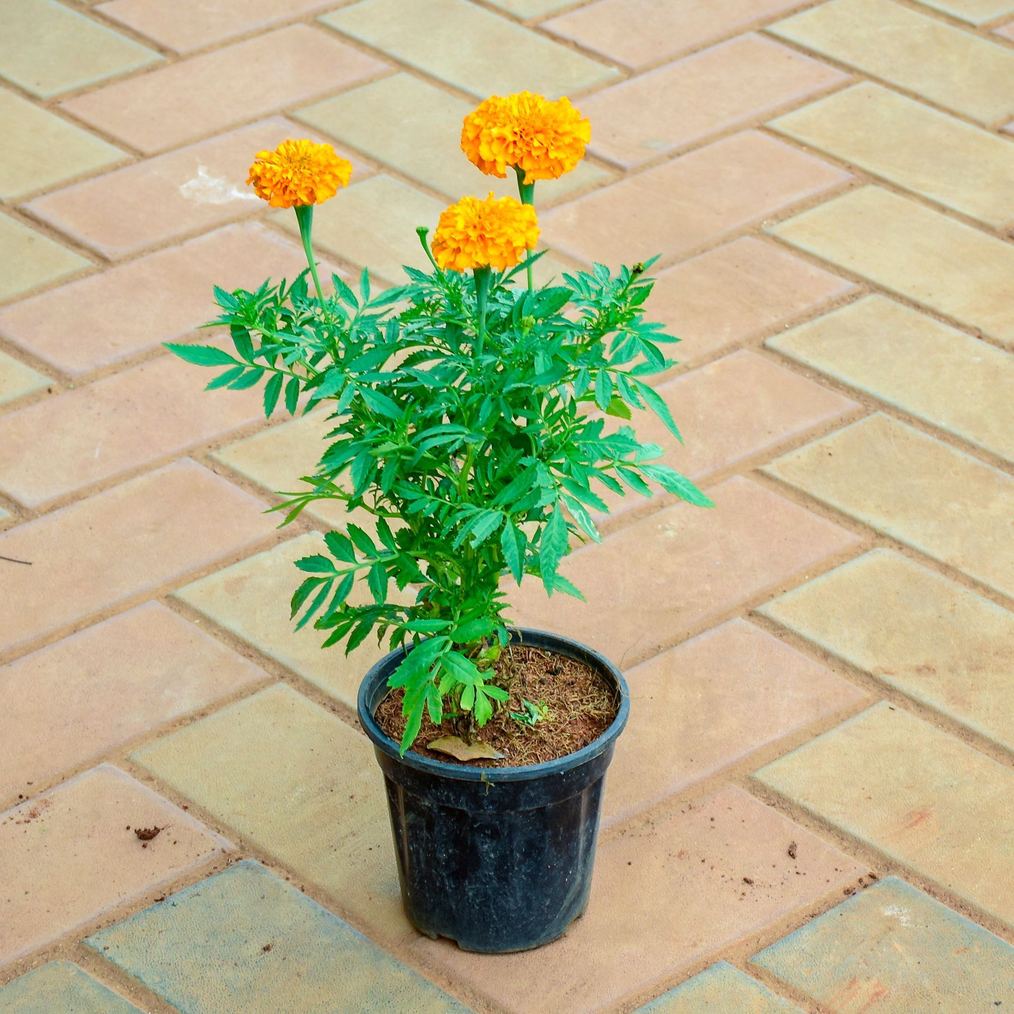 Marigold / Genda Orange in 4 Inch Nursery Pot
