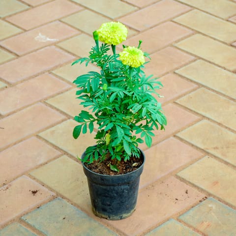 Marigold / Genda Yellow in 4 Inch Nursery Pot
