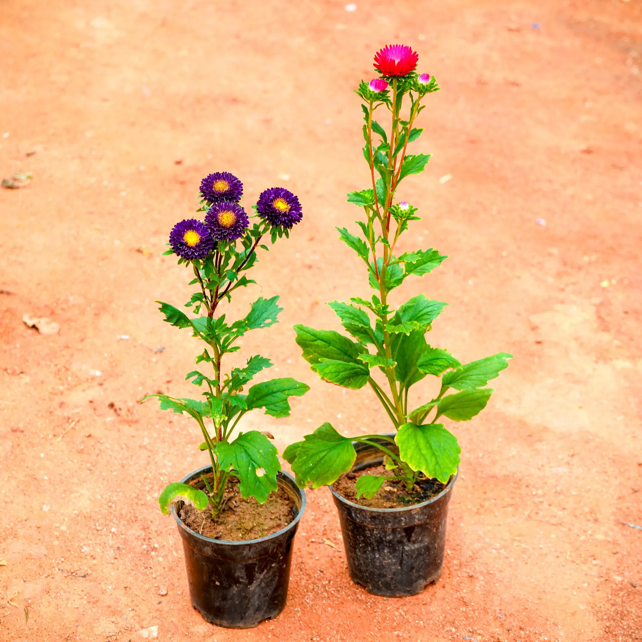 Set of 2 - Aster (Any Colour) in 4 Inch Nursery Pot