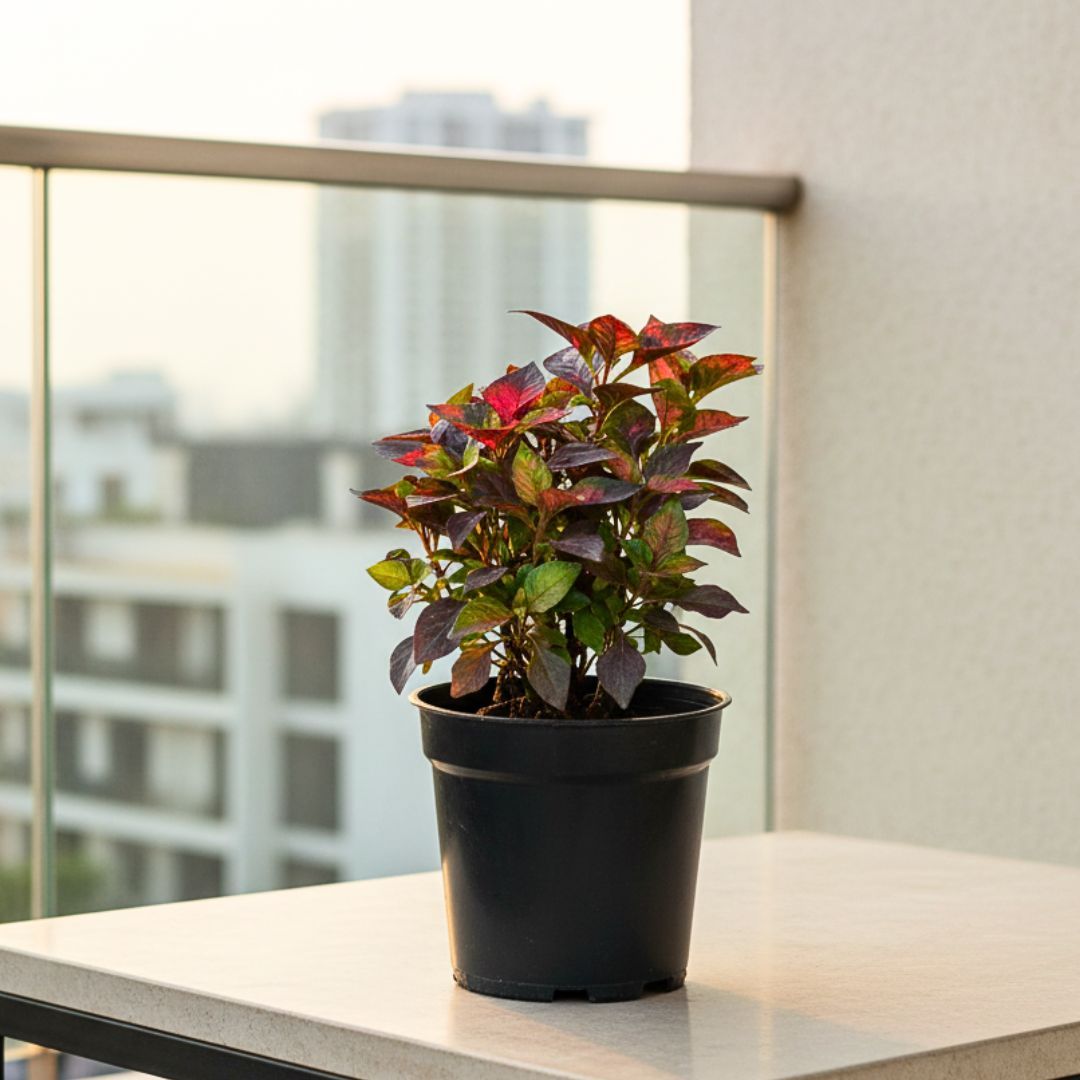 Alternanthera Red in 4 Inch Nursery Pot