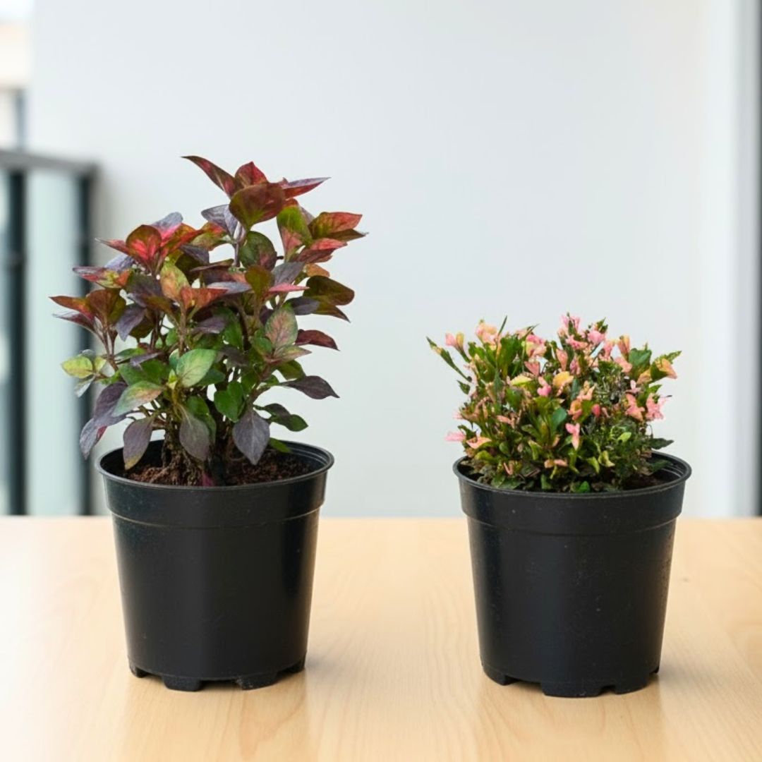 Set of 2 - Alternanthera Red in 4 Inch Nursery Pot