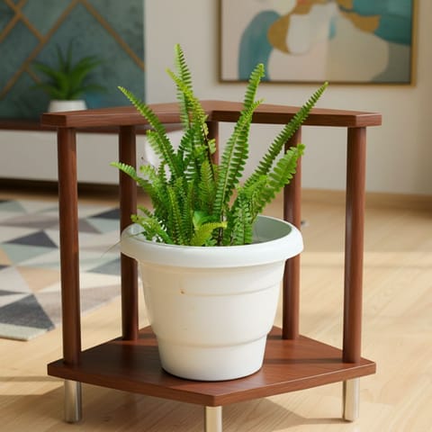 Boston Fern Green in 8 Inch Live Fresh Plant White Classy Plastic Pot in Sector 14