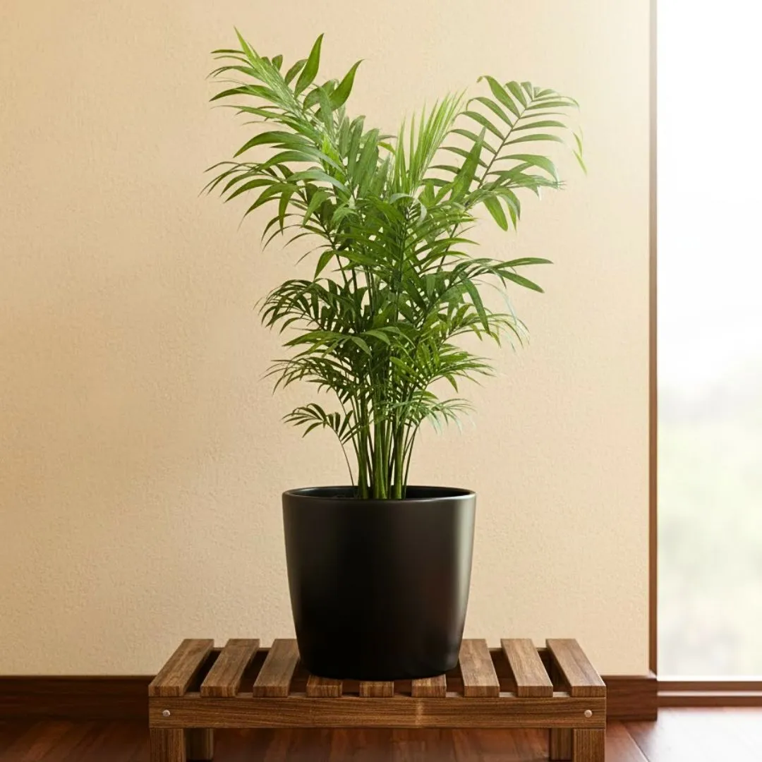 Chamaedorea Palm (~ 1 Ft) in 4 Inch Nursery Pot
