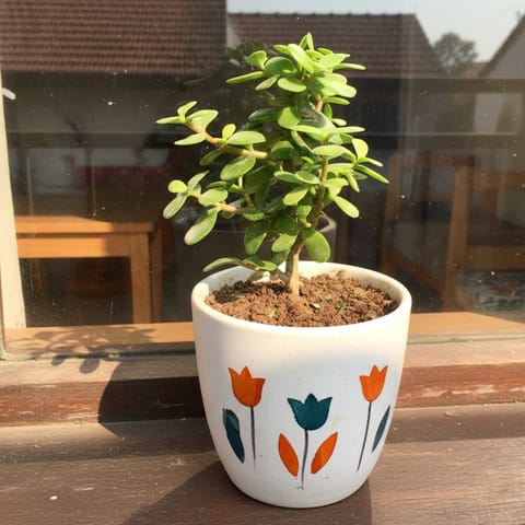 Lucky for Wealth Jade Plant in 4 Inch Ceramic Pot (any colour & design)