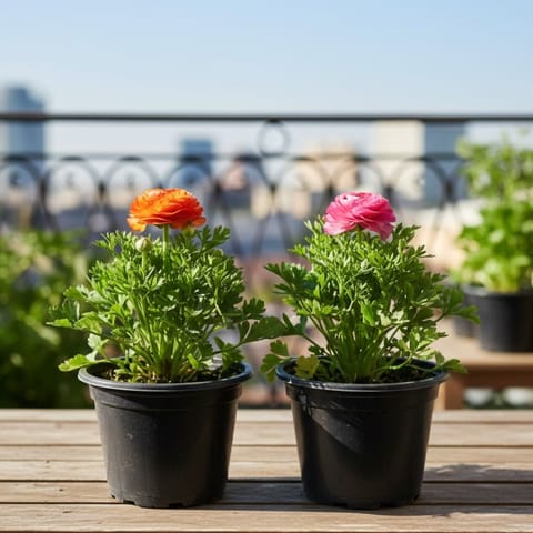 Beautiful Set of 2 - Ranunculus / Buttercup (any colour) in 6Inch Nursery Pot