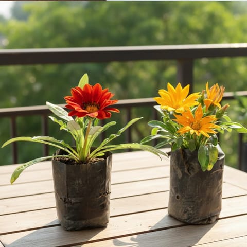 Set of 2 - Gazania (Any Colour) in 4 Inch Nursery bag