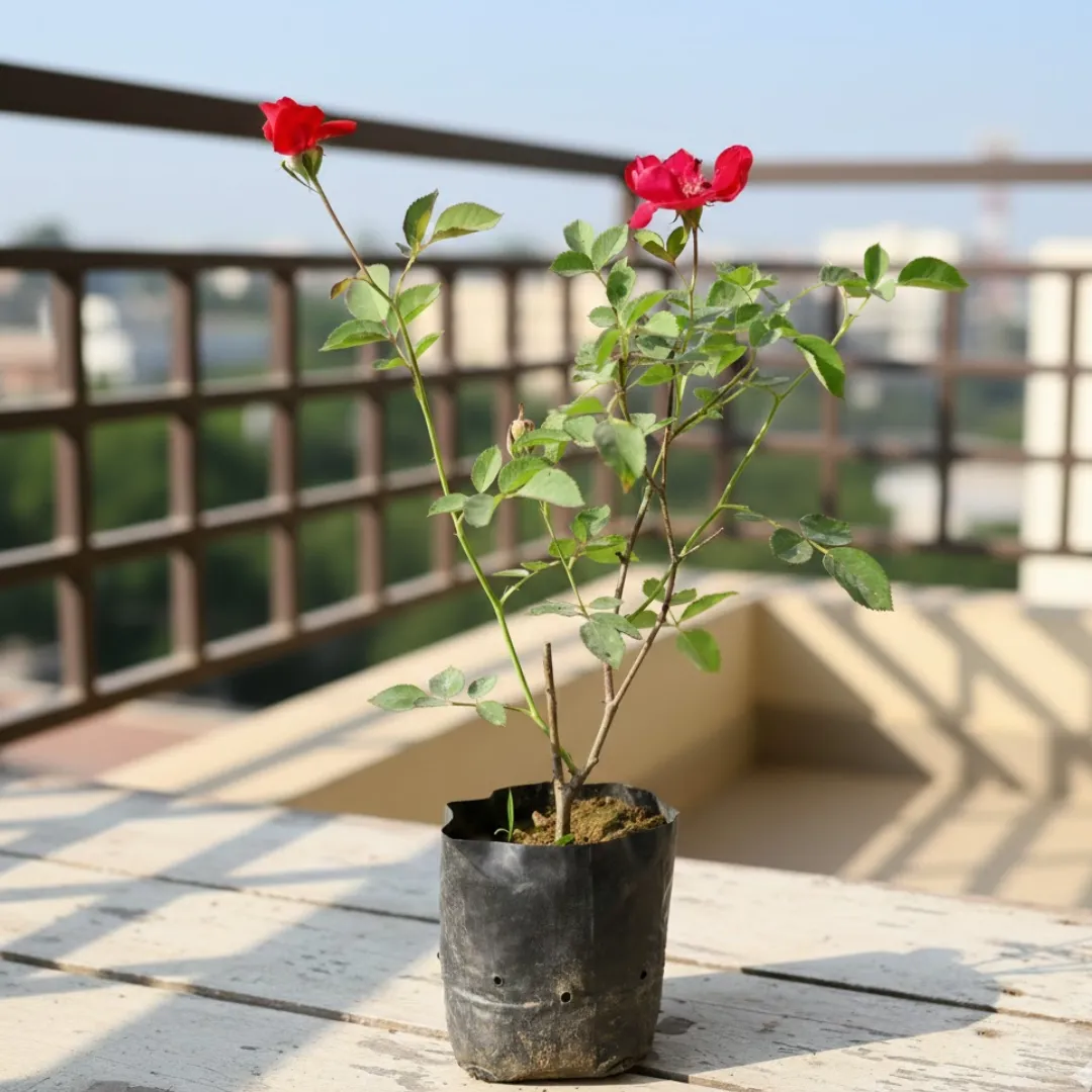 Desi Rose in 4 Inch Nursery Bag
