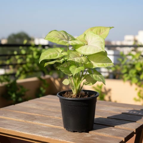 Syngonium Golden In 4 Inch Nursery Pot