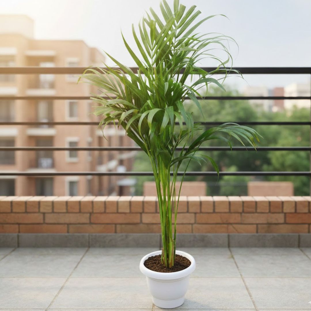 Areca Palm in 8 Inch Classy White Plastic Pot