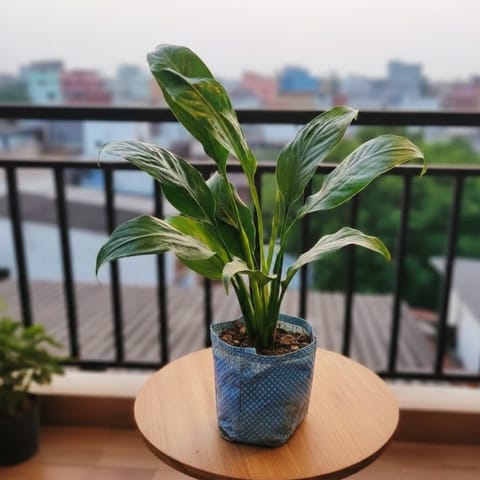 Peace Lily in 5 Inch Nursery Bag