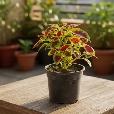 Coleus Green Red in 4 Inch Nursery Pot