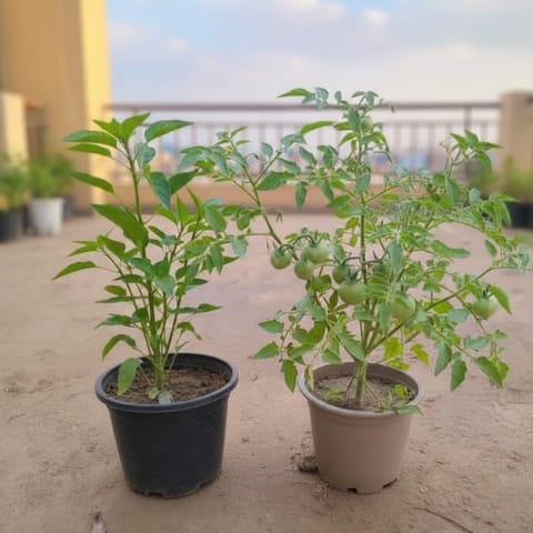 Set of 2 - Green Chilli & Tomato in 6 Inch Nursery Pot