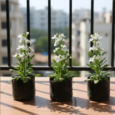 Set of 3 - Stock White in 4 Inch Nursery Bag