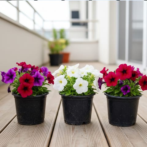 Beautiful Set of 3 - Colourful Petunia in 6 Inch Nursery Pot