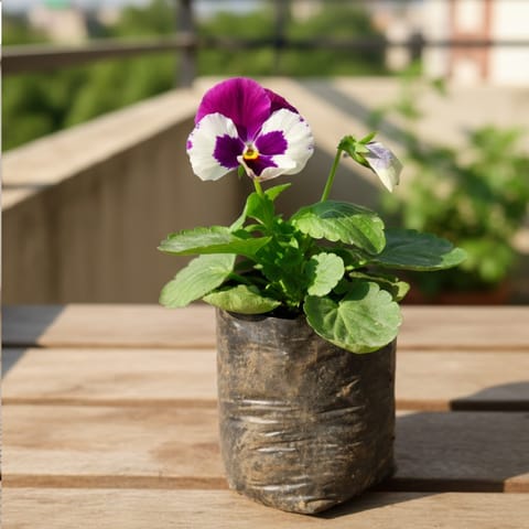 Pansy (any colour) in 4 Inch Nursery Bag