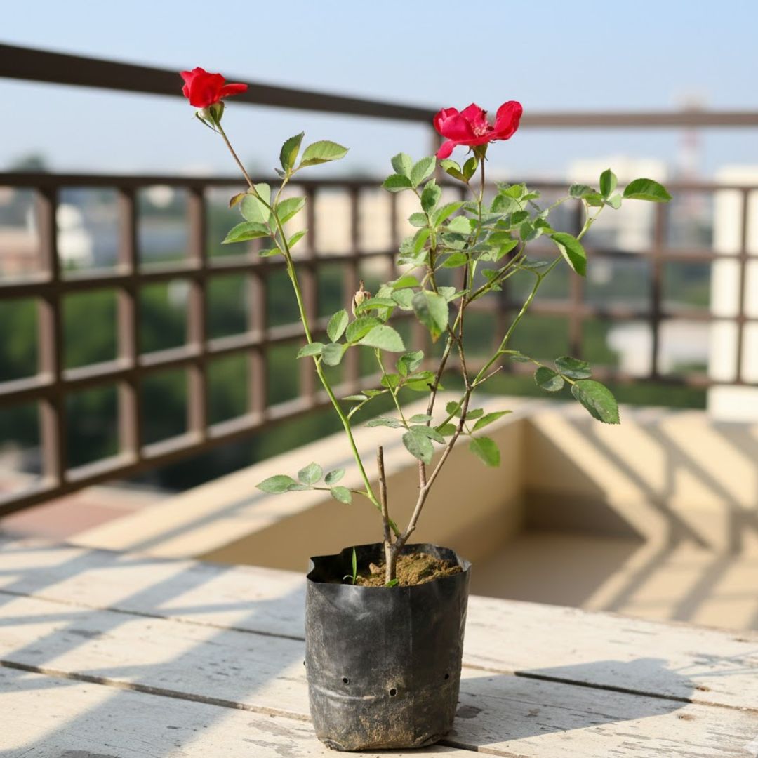 Desi Rose Red in 4 Inch Nursery Bag