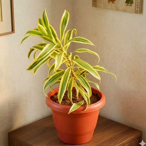 Song of India in 8 Inch Terracotta Red Classy Plastic Pot