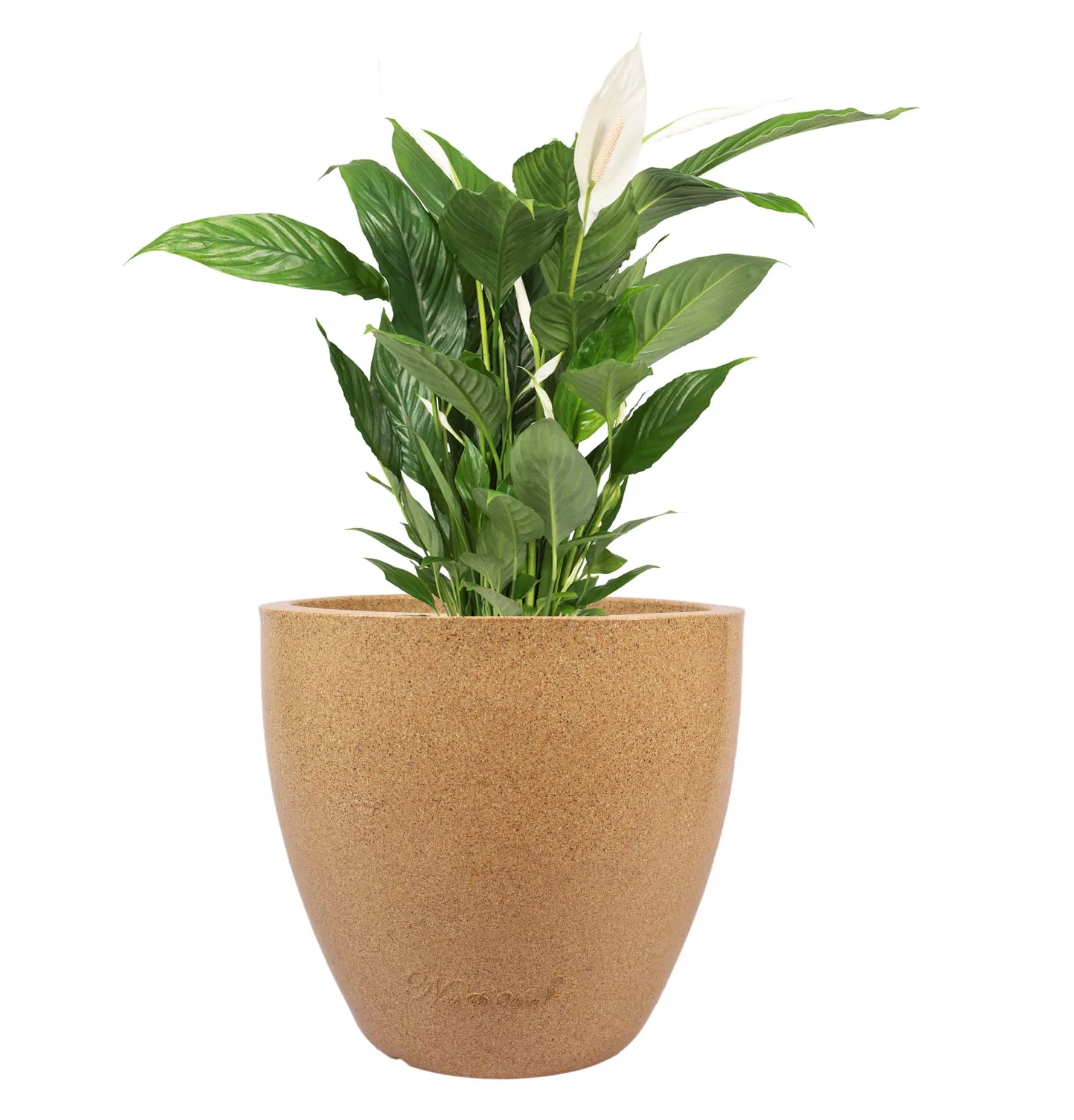 30 X 30 Inch Sandstone Premium Convessa Fiberglass Planter - Durable large size decoratiive fiber pot for indoor outdoor plants with 5 year warranty