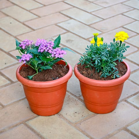 Set of 2 - Marigold / Genda Jafri & Pentas (Any Colour) in 8 Inch Terracotta Red Classy Plastic Pot