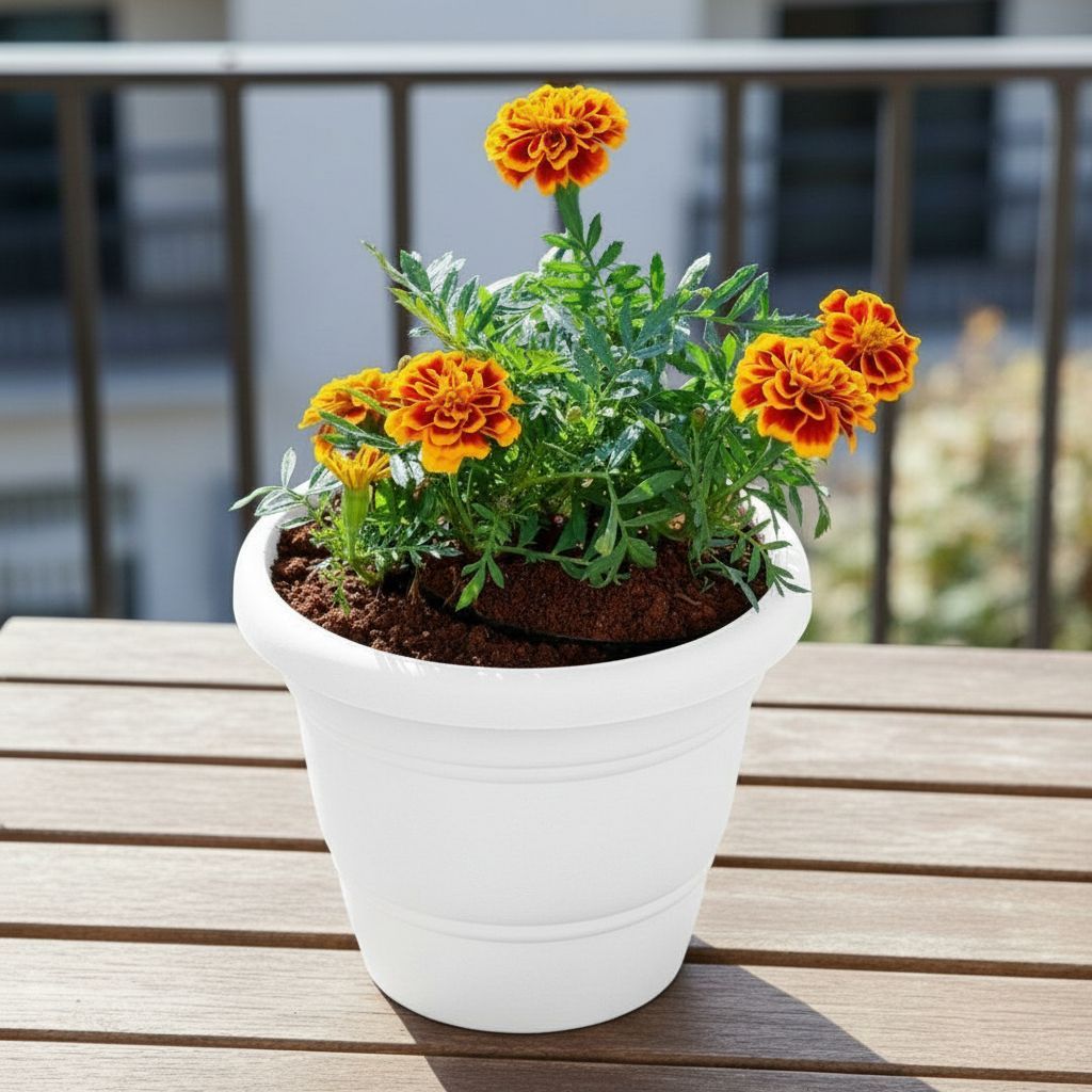 Marigold / Genda Jafri (Any Colour) in 8 Inch White Classy Plastic Pot