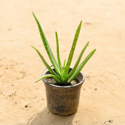Aloe Vera in 4 Inch Nursery Pot