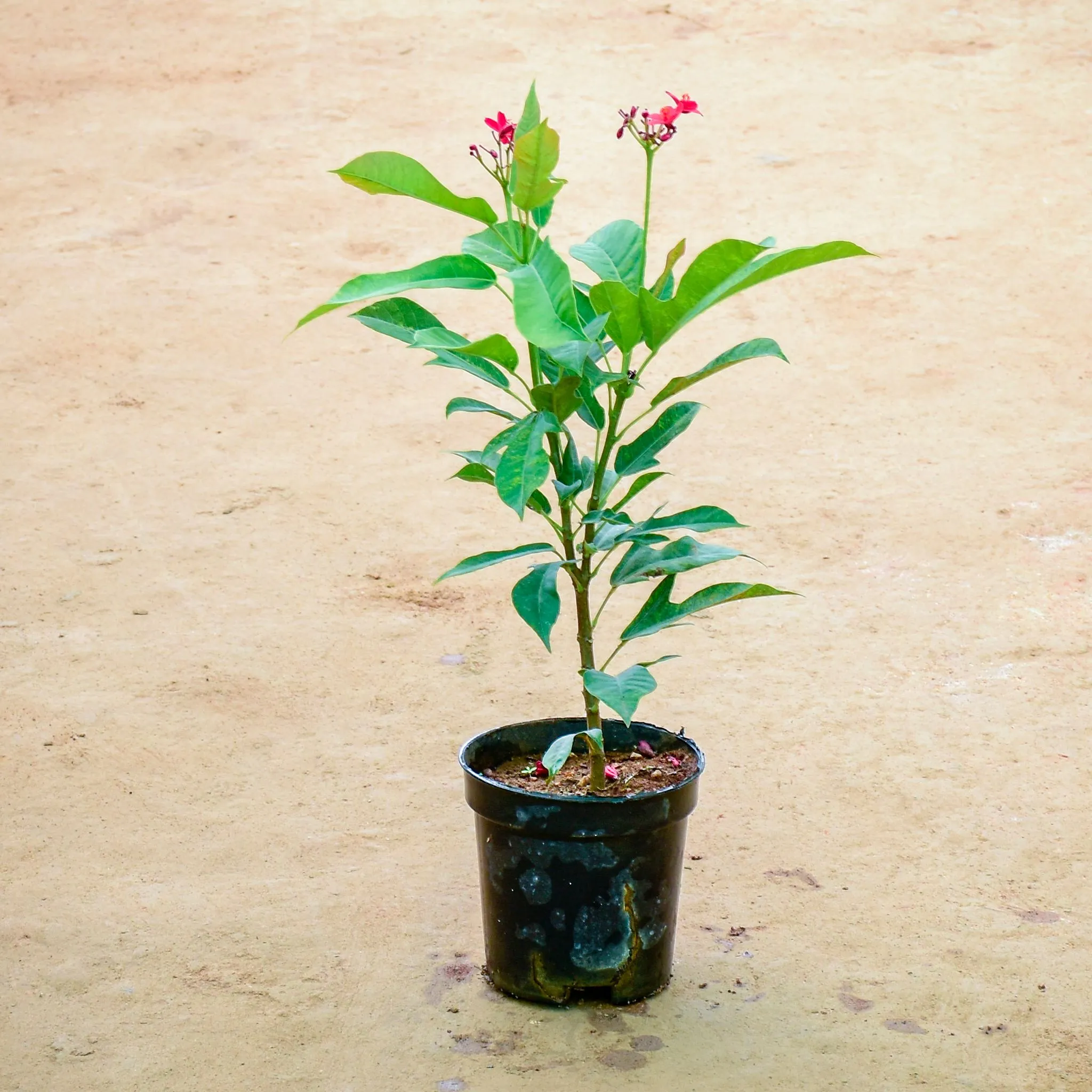 Jatropha / Sundar Rupa Red in 6 Inch Black Super Nursery Pot