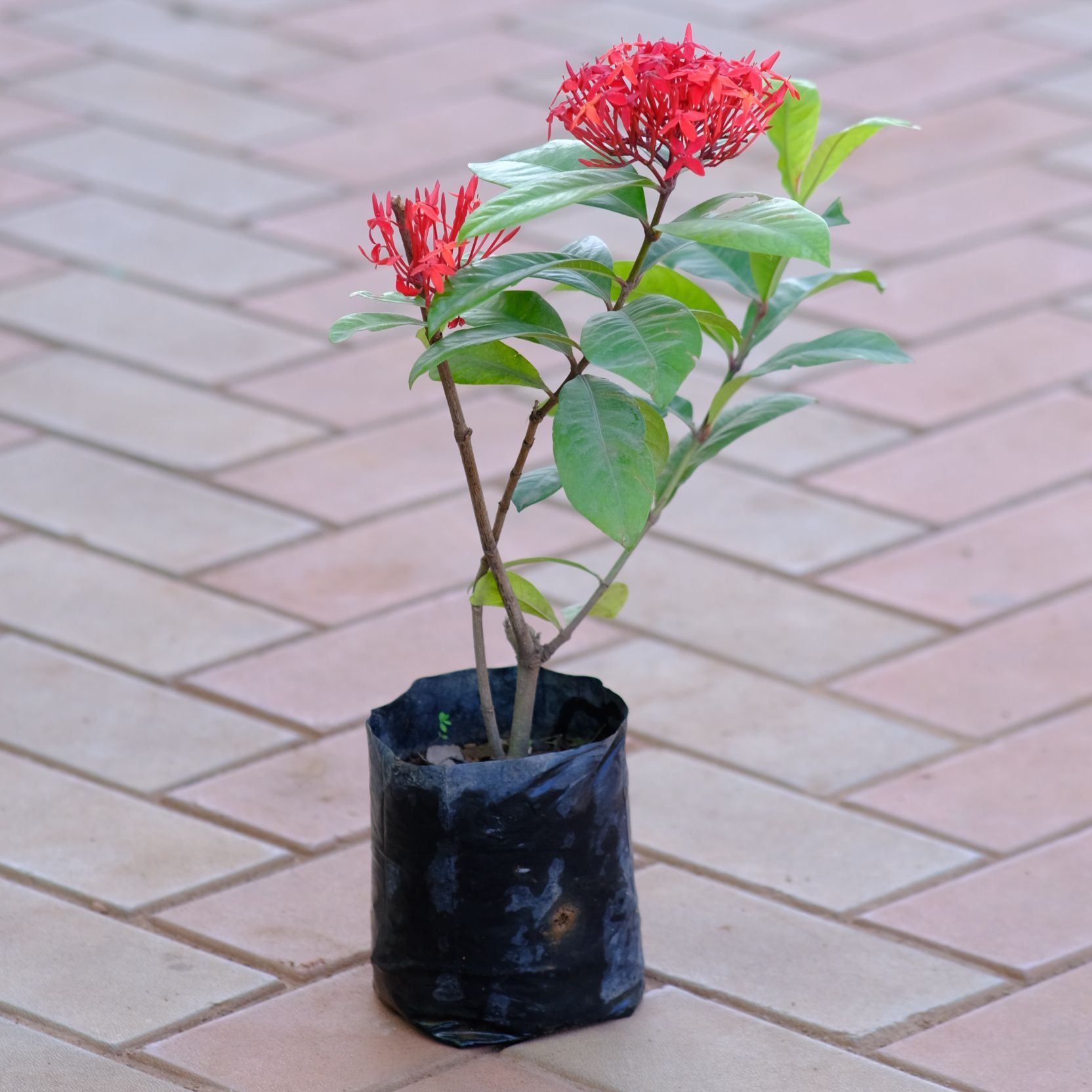Ixora Red in 4 Inch Nursery Bag