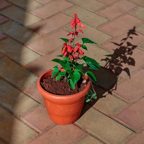 Salvia Red in 8 Inch Terracotta Red Classy Plastic Pot