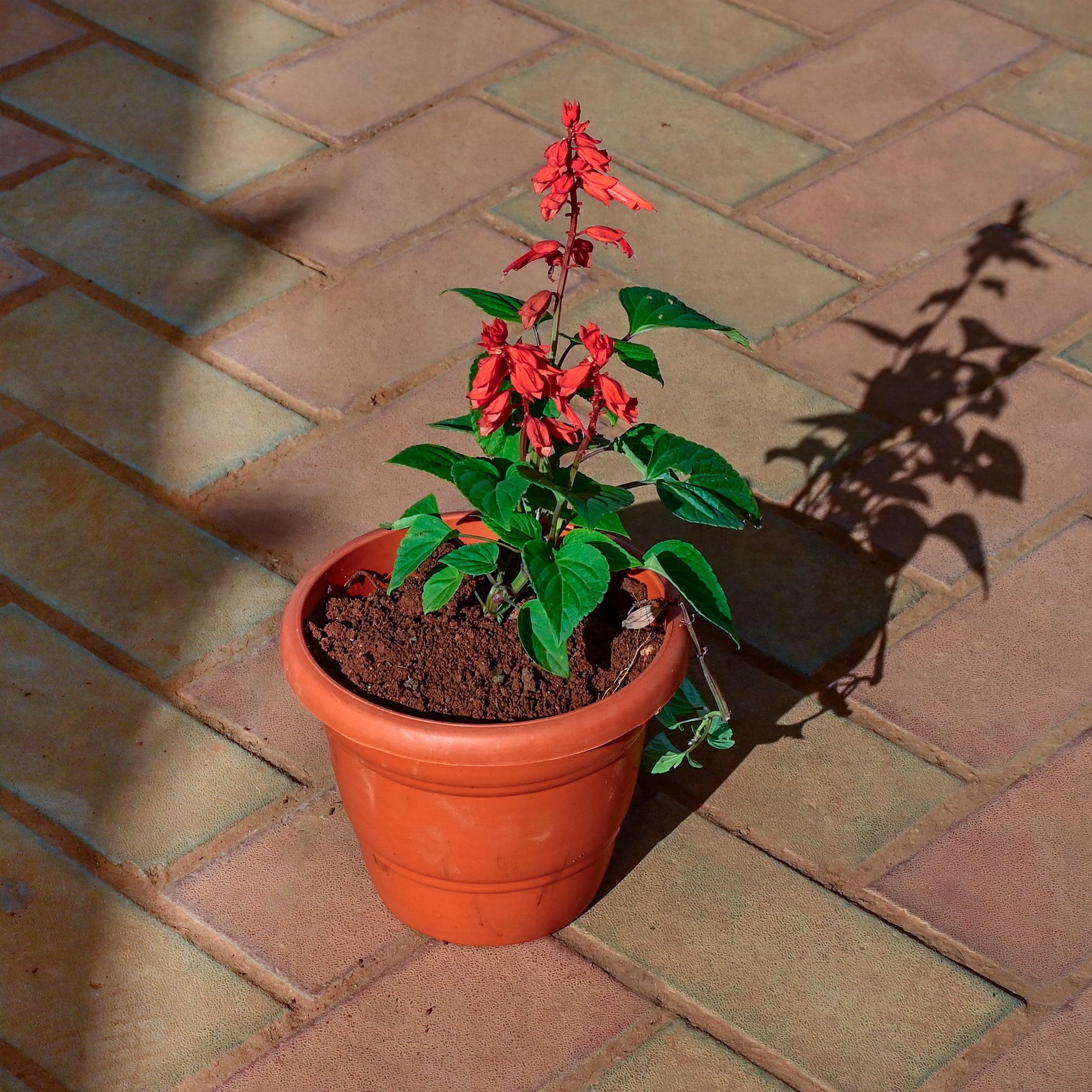 Salvia Red in 8 Inch Terracotta Red Classy Plastic Pot