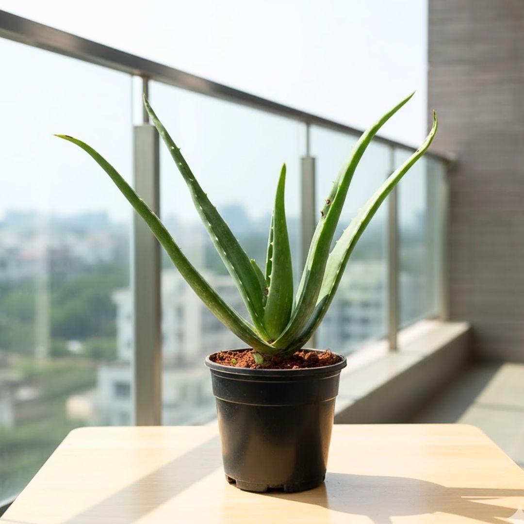 Aloe Vera in 6 Inch Nursery Pot