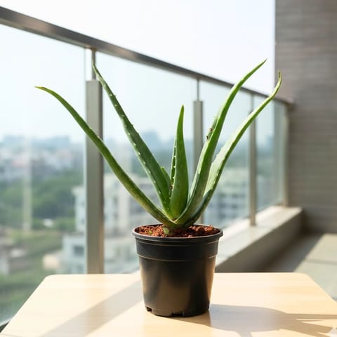 Aloe Vera in 6 Inch Nursery Pot