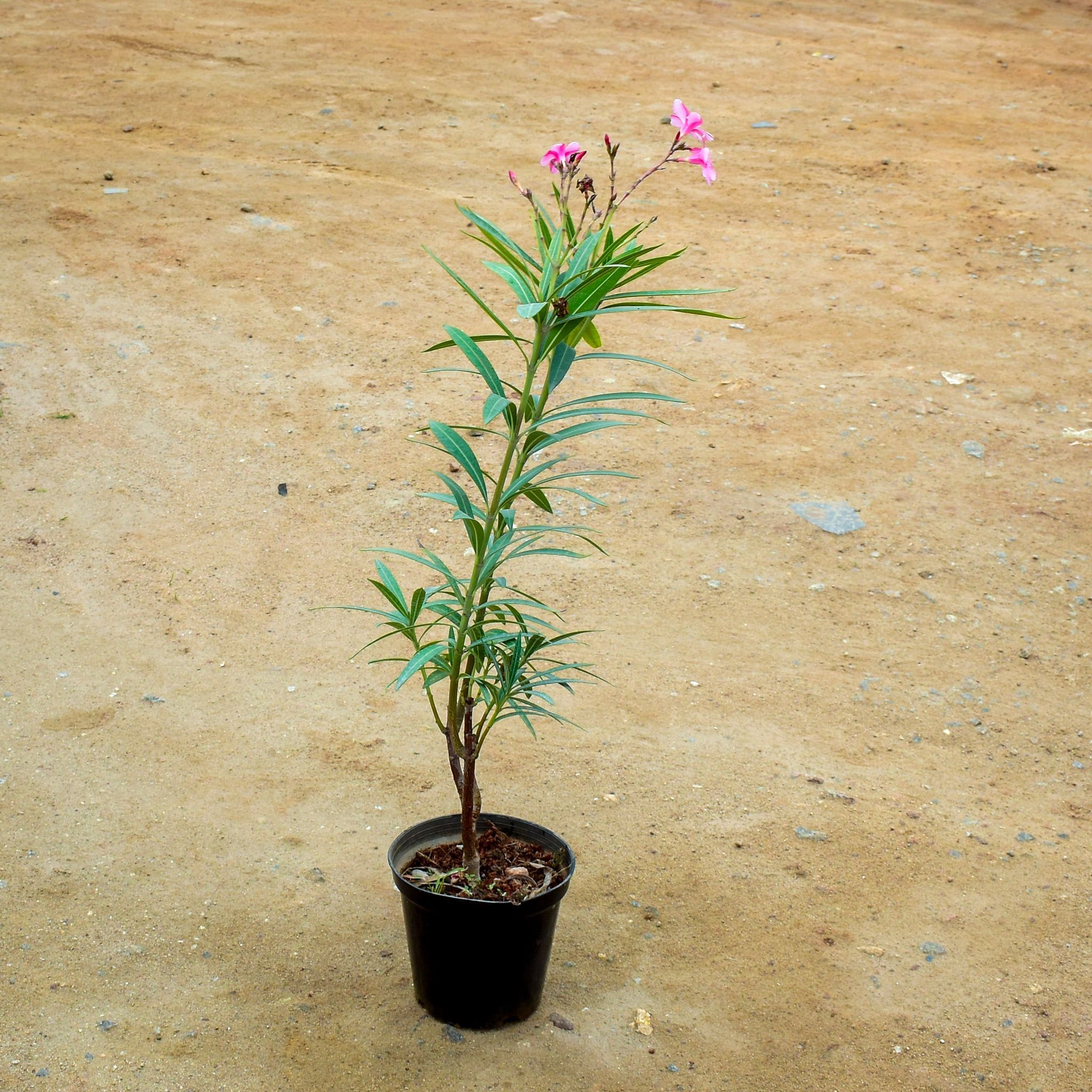 Kaner / Oleander Pink in 6 Inch Black Super Nursery Pot